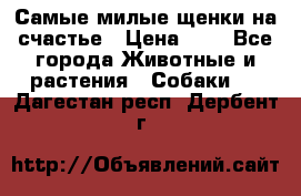 Самые милые щенки на счастье › Цена ­ 1 - Все города Животные и растения » Собаки   . Дагестан респ.,Дербент г.